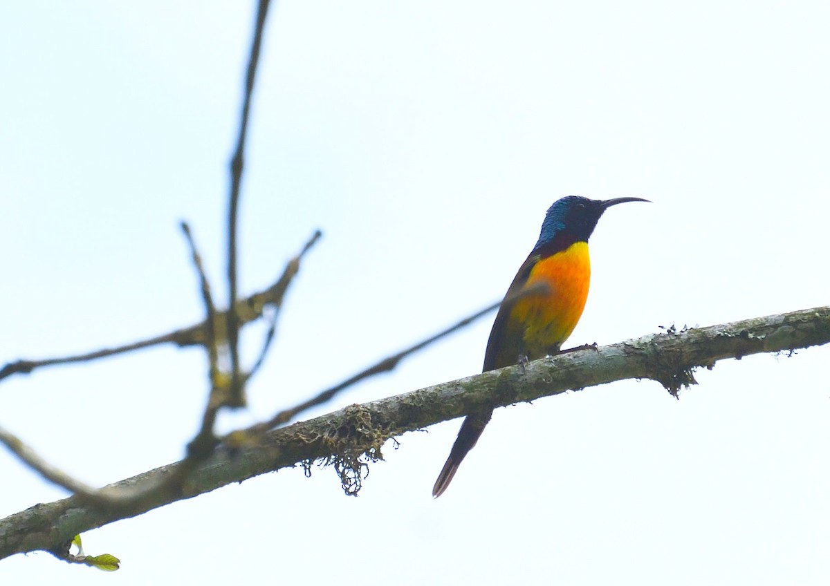 Green-tailed Sunbird - ML582376191