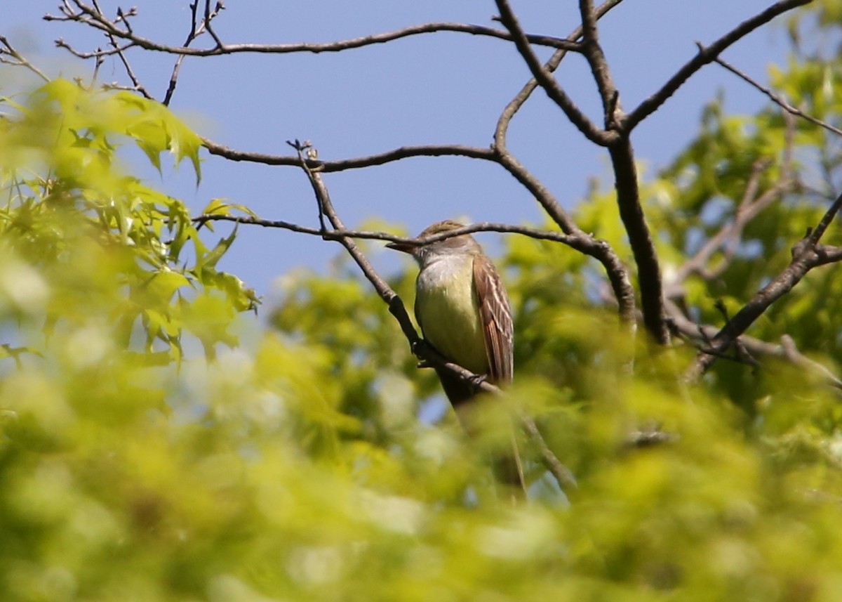 Great Crested Flycatcher - ML582376201