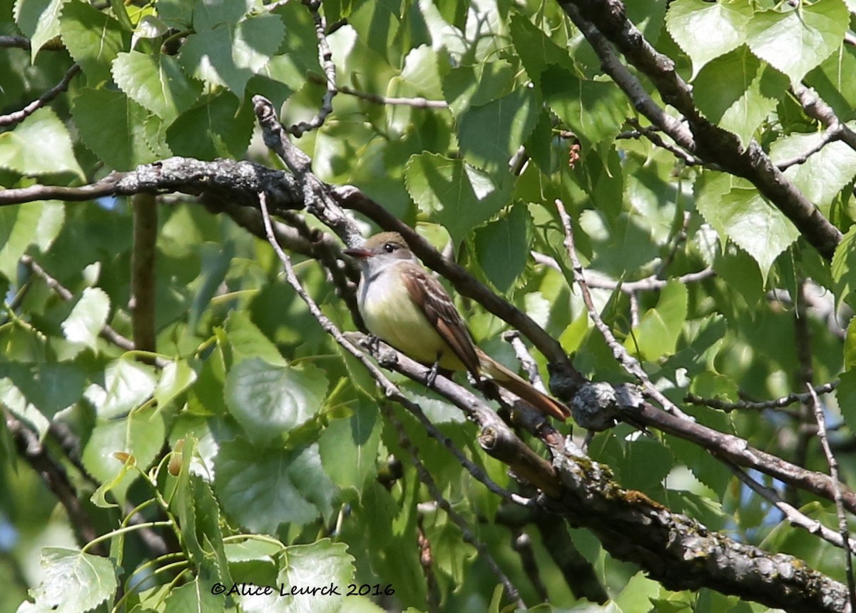 Great Crested Flycatcher - ML582376211