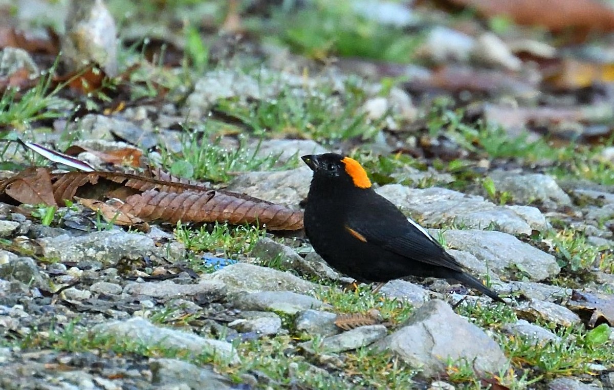 Gold-naped Finch - ML582376301