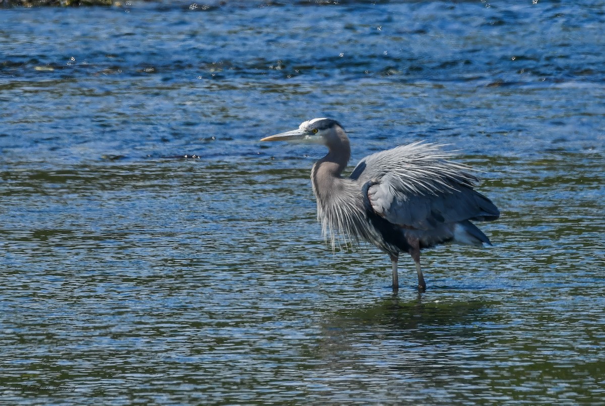 Great Blue Heron - Libby Burtner