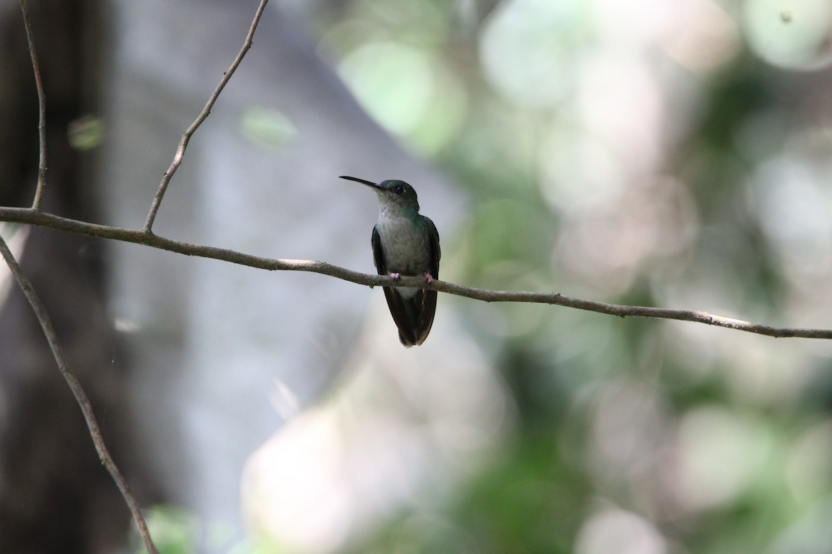 Colibri de Buffon - ML58237701