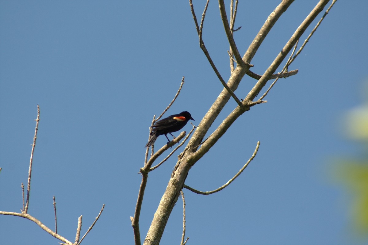 Red-winged Blackbird - ML582377161