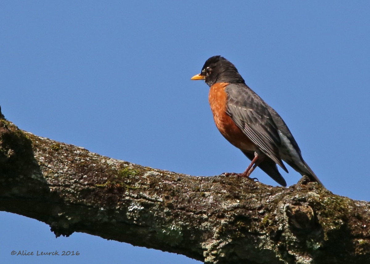 American Robin - ML582377211
