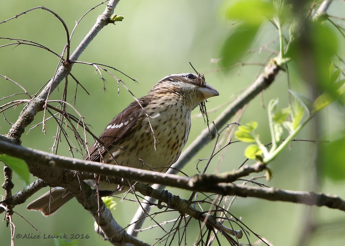 Rose-breasted Grosbeak - ML582377351