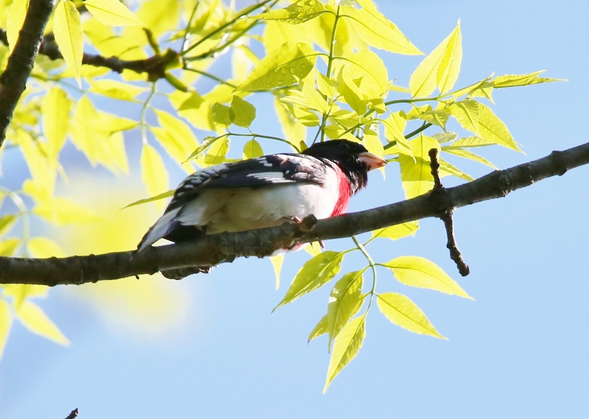 Rose-breasted Grosbeak - ML582377361