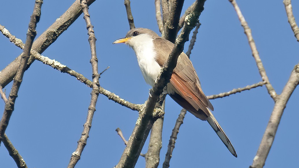 Yellow-billed Cuckoo - ML582377441