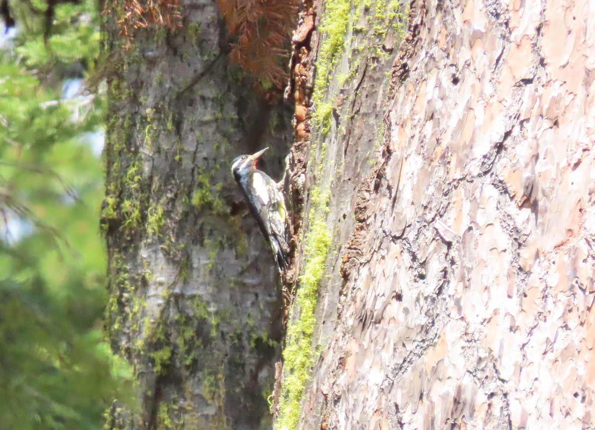 Williamson's Sapsucker - ML582377621