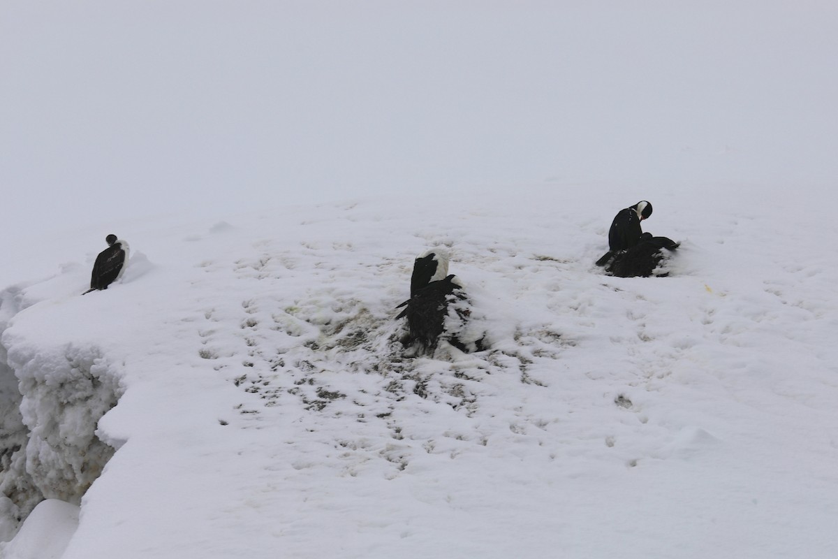 Antarctic Shag - ML582377801