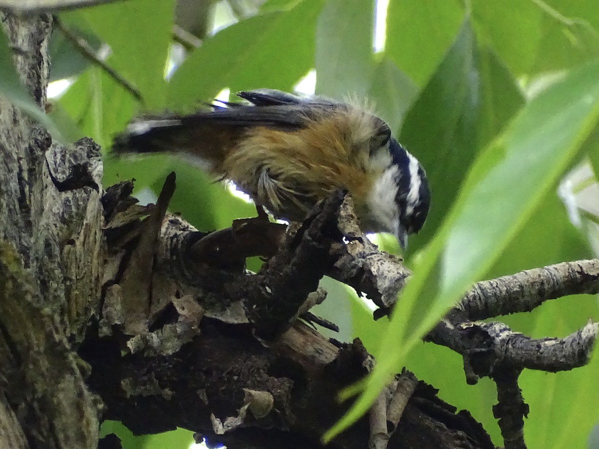 Red-breasted Nuthatch - ML582377921