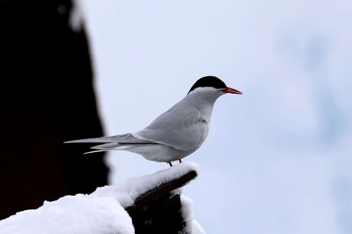 Antarctic Tern - ML582378031