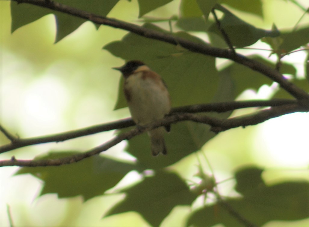 Bay-breasted Warbler - ML582378101