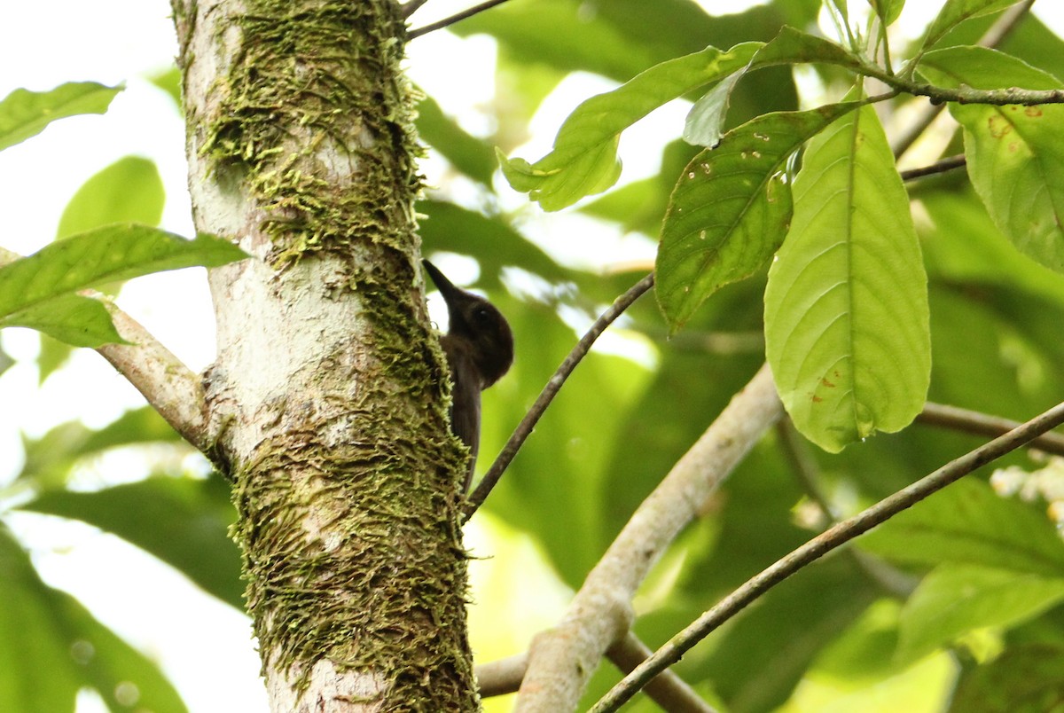 Plain-brown Woodcreeper - ML58237981