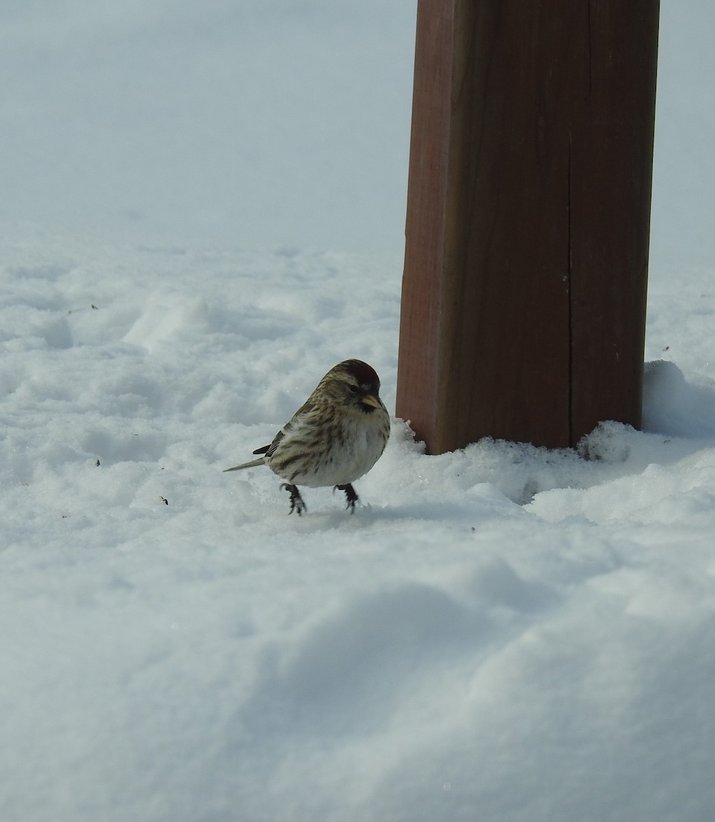 Redpoll (Common) - ML582380231