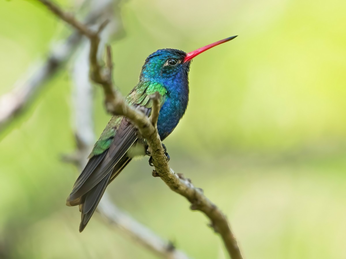 Turquoise-crowned Hummingbird