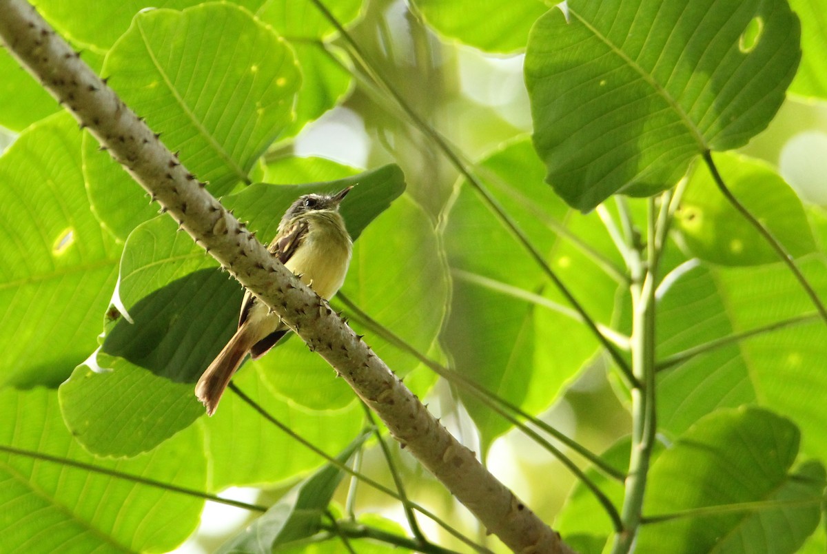 Slaty-capped Flycatcher - ML58238171