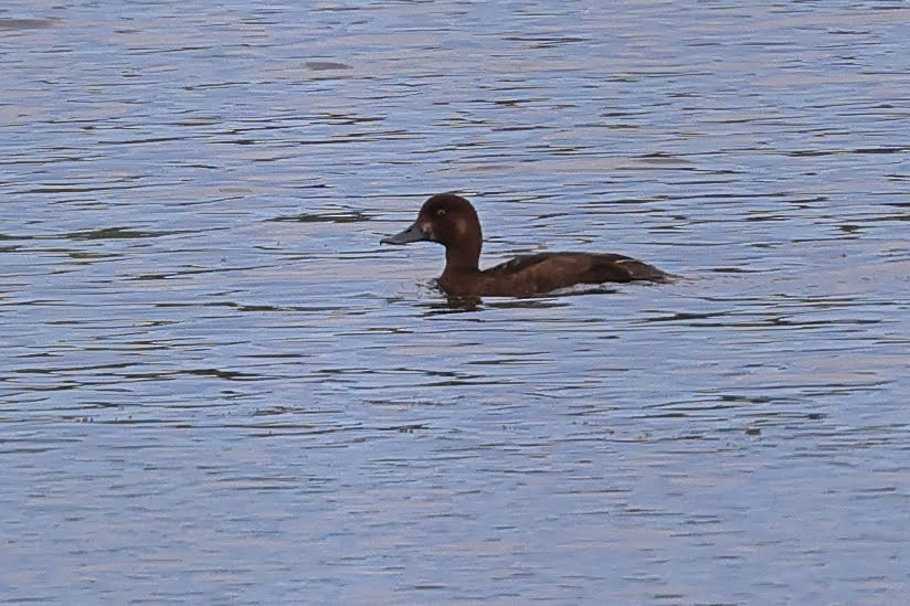 Greater/Lesser Scaup - ML582382021