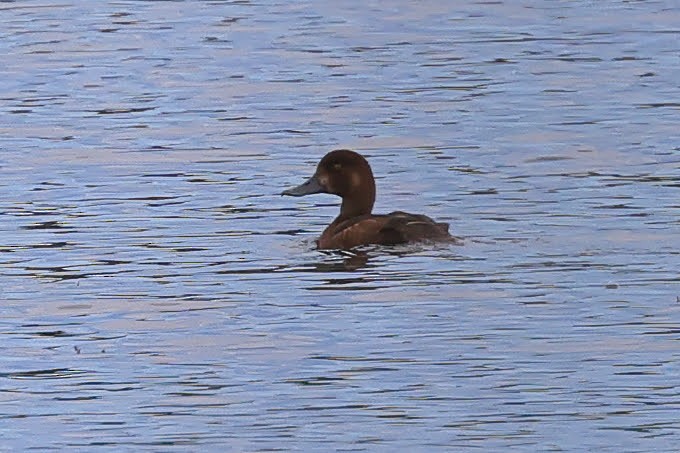 Greater/Lesser Scaup - ML582382071