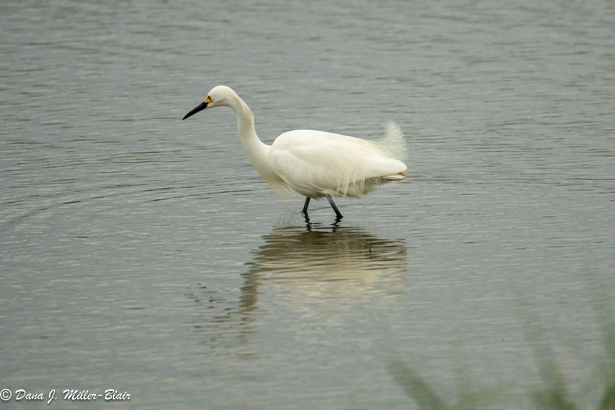 Snowy Egret - Dana Miller-Blair