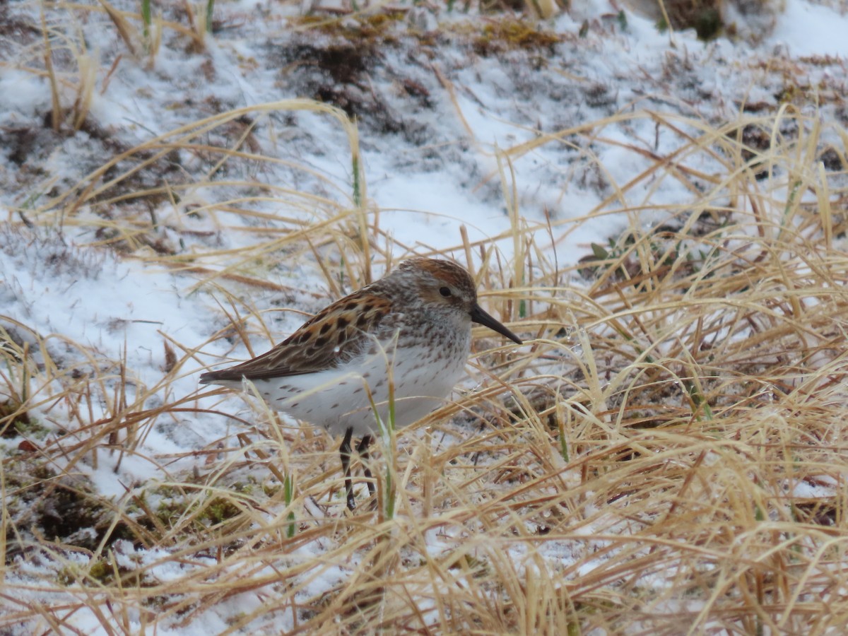 Western Sandpiper - ML582382591