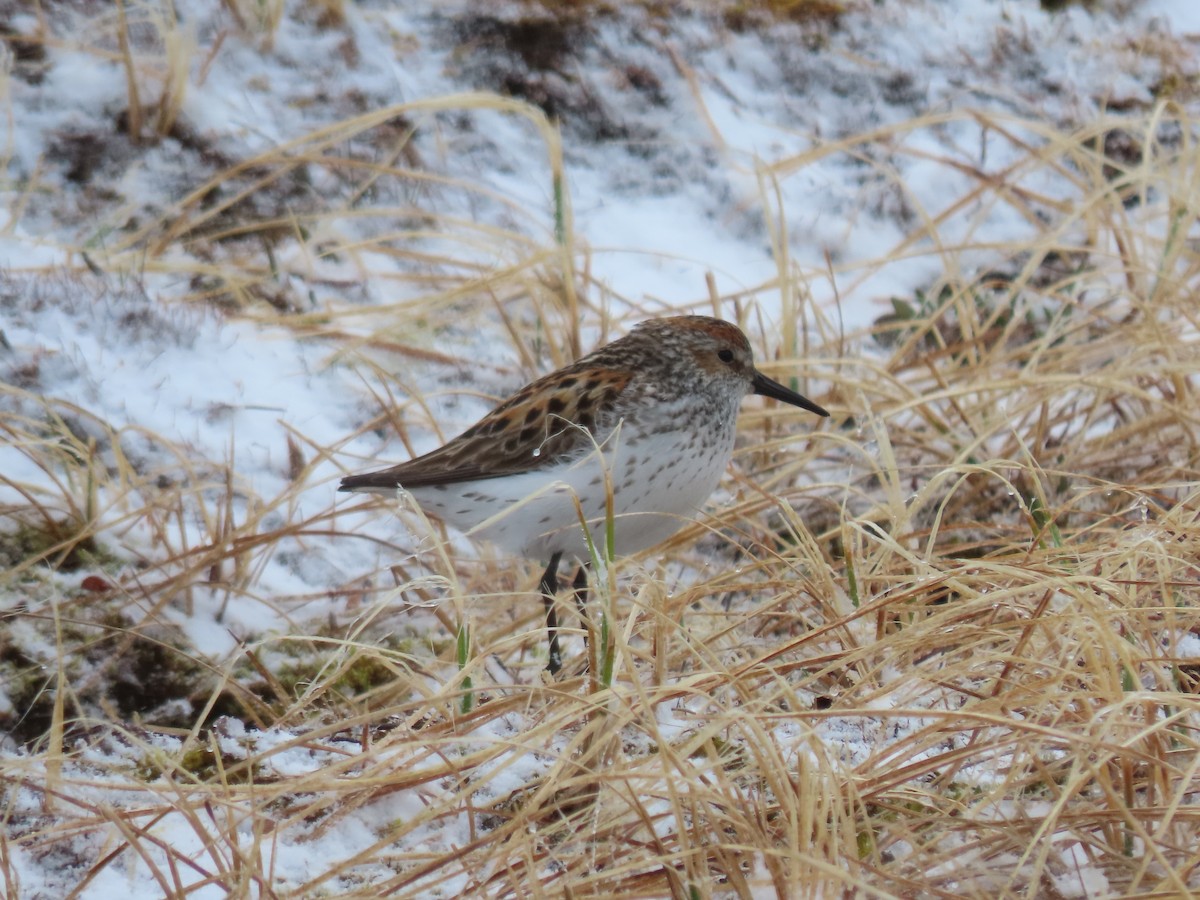 Western Sandpiper - ML582382601