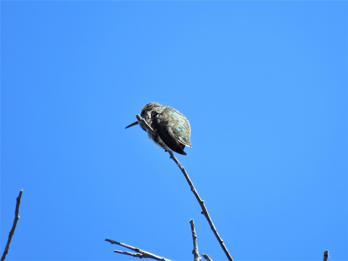 Anna's Hummingbird - Teresa Weismiller