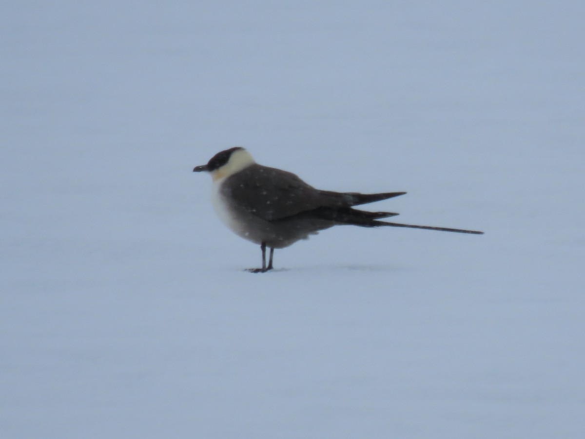 Long-tailed Jaeger - ML582382711