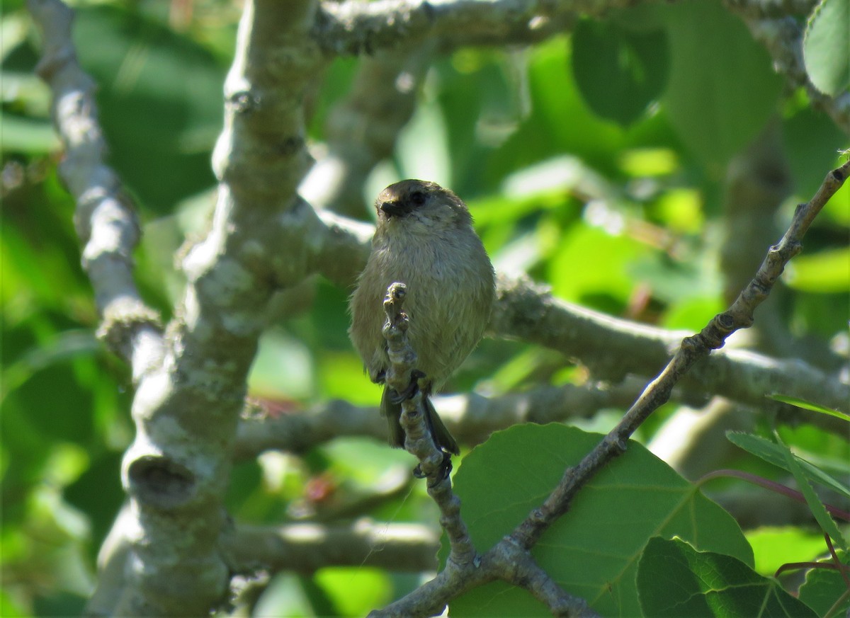 Bushtit - ML582382881