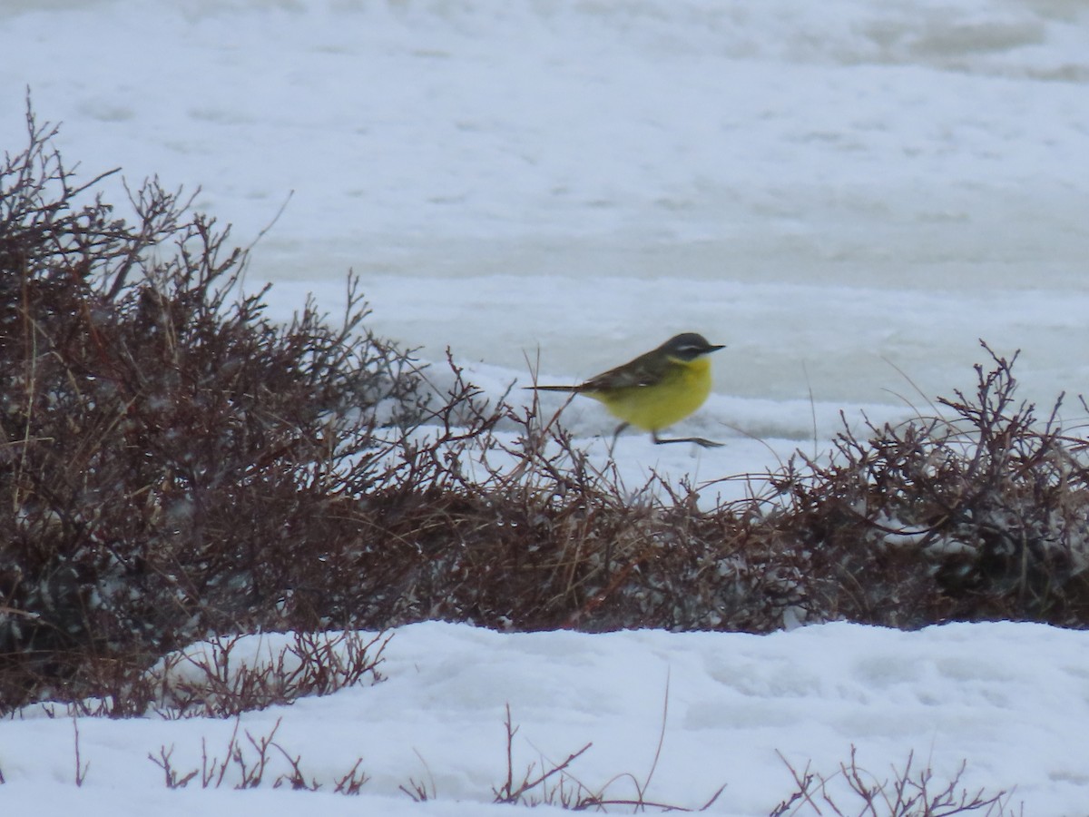 Eastern Yellow Wagtail - ML582382961