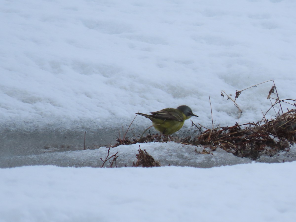 Eastern Yellow Wagtail - ML582382971