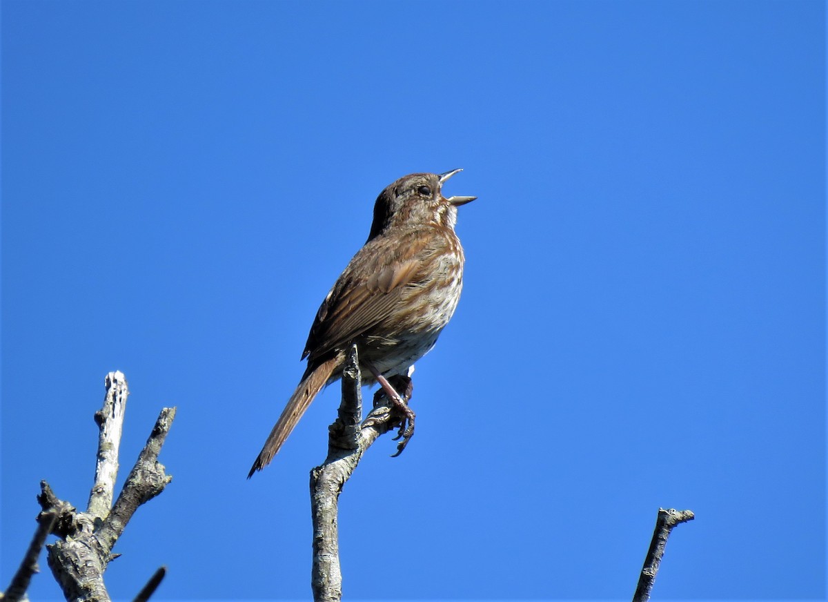 Song Sparrow - ML582383091