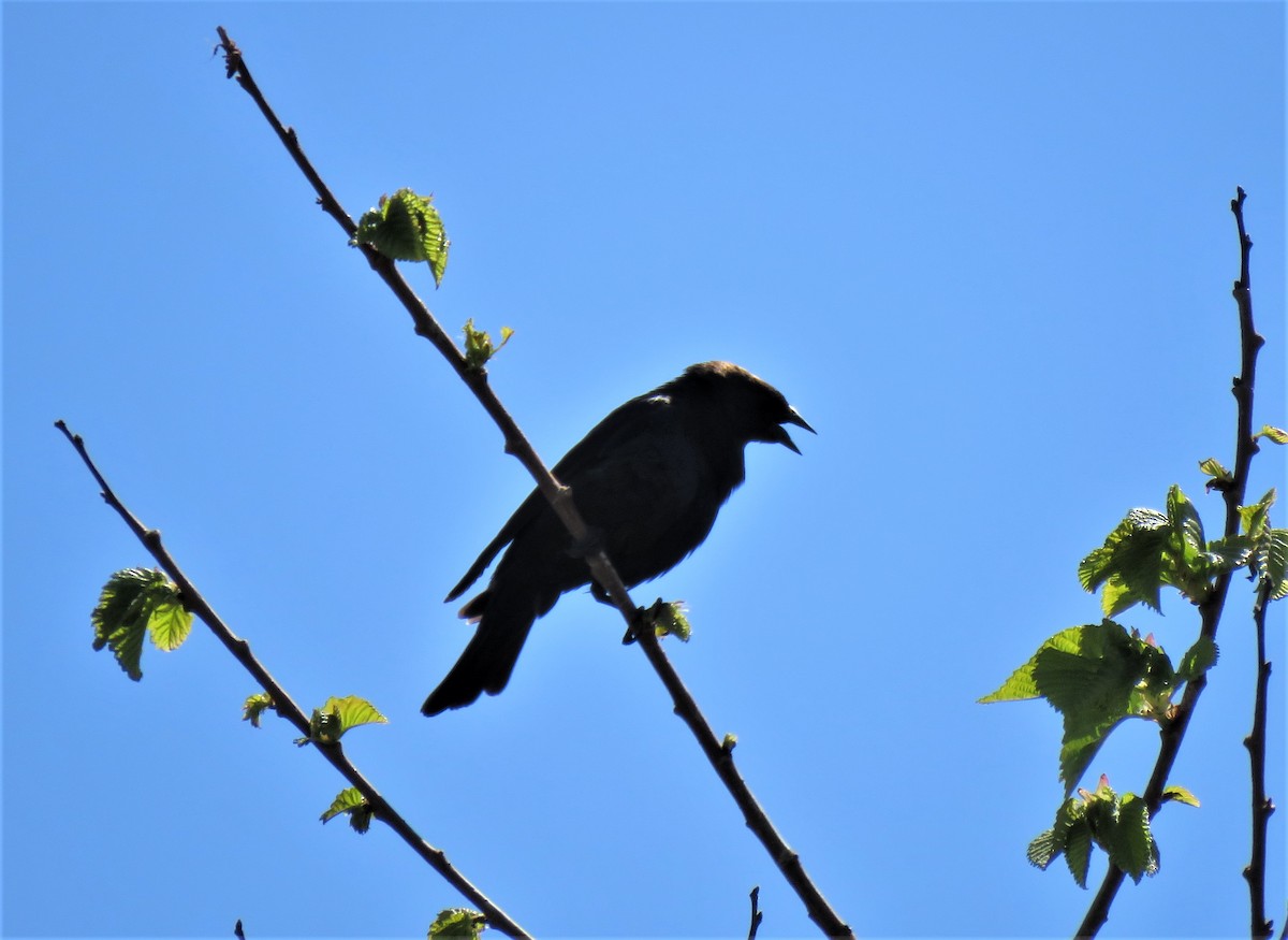 Brown-headed Cowbird - ML582383281