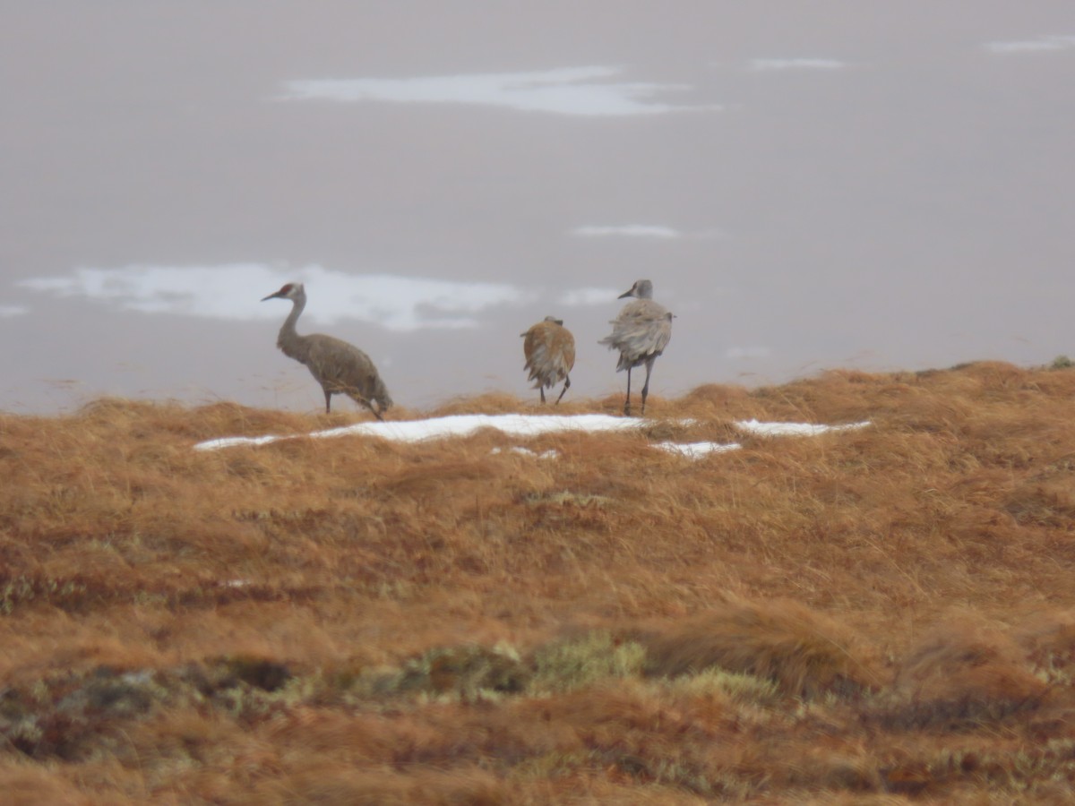 Sandhill Crane - ML582384751