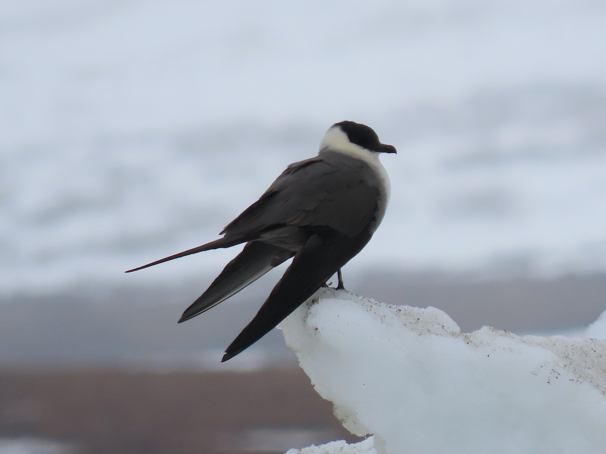 Long-tailed Jaeger - ML582384801