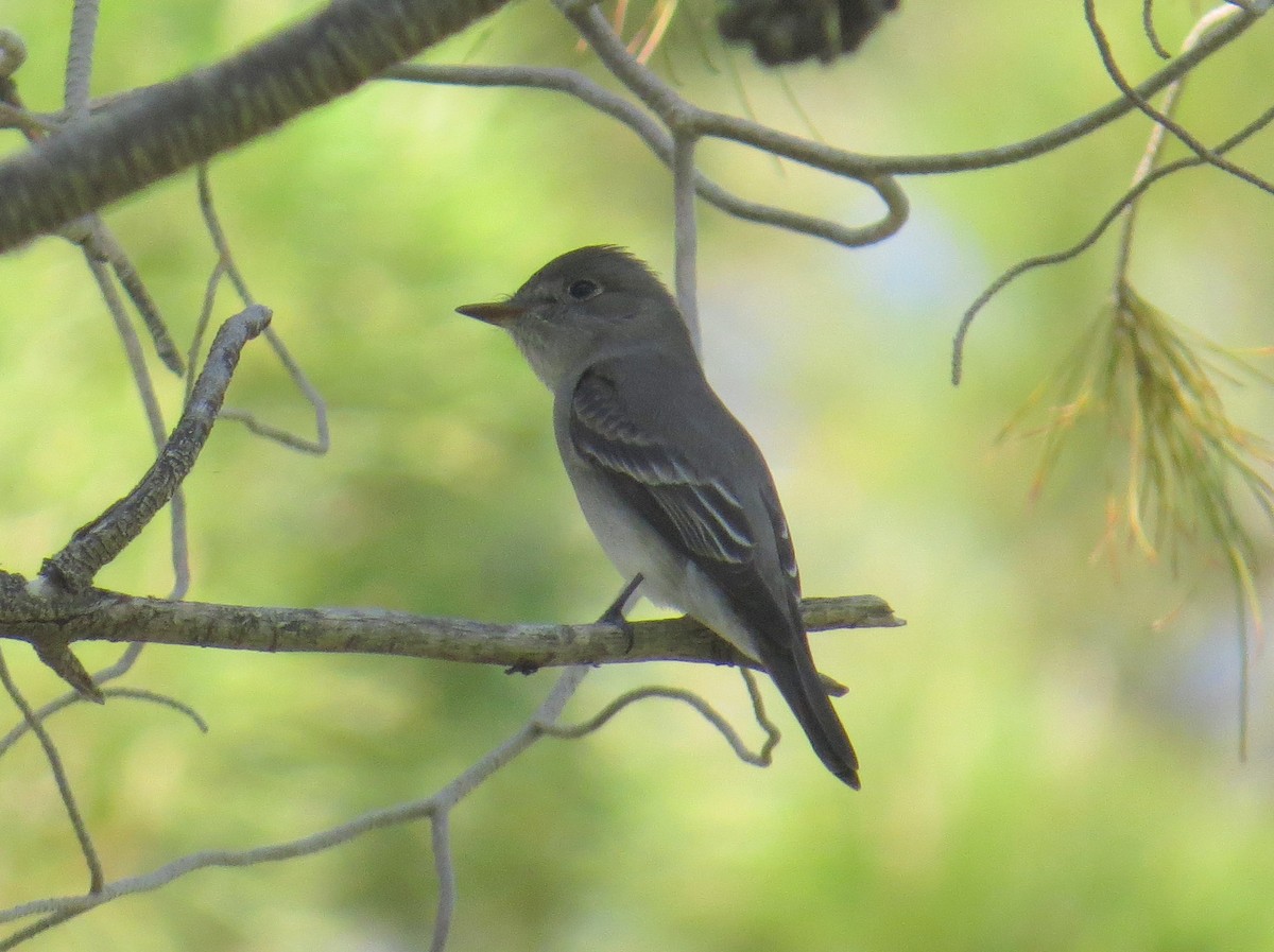 Western Wood-Pewee - ML582385011