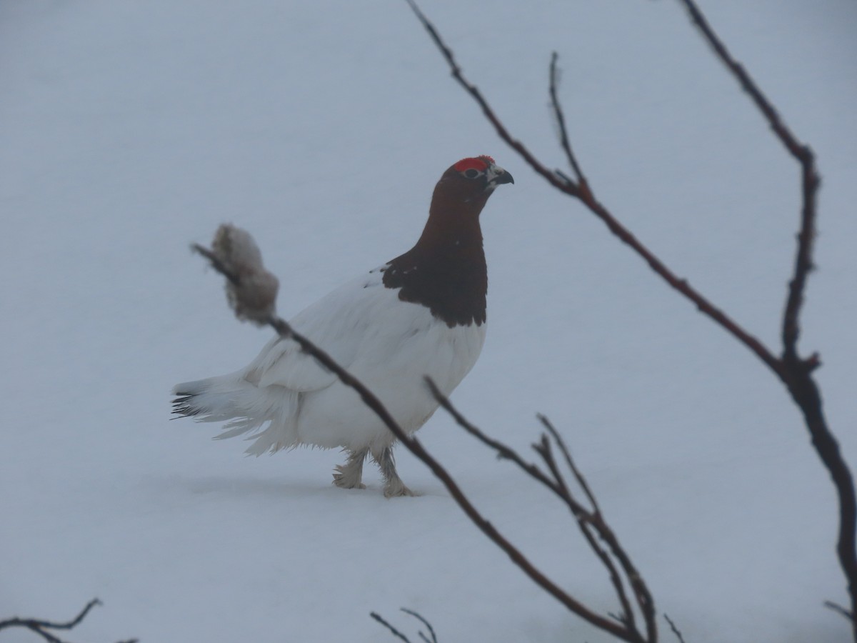 Willow Ptarmigan - ML582385101