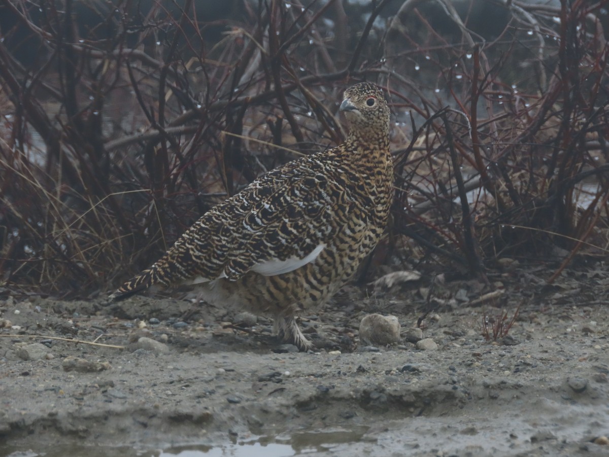 Willow Ptarmigan - ML582385111