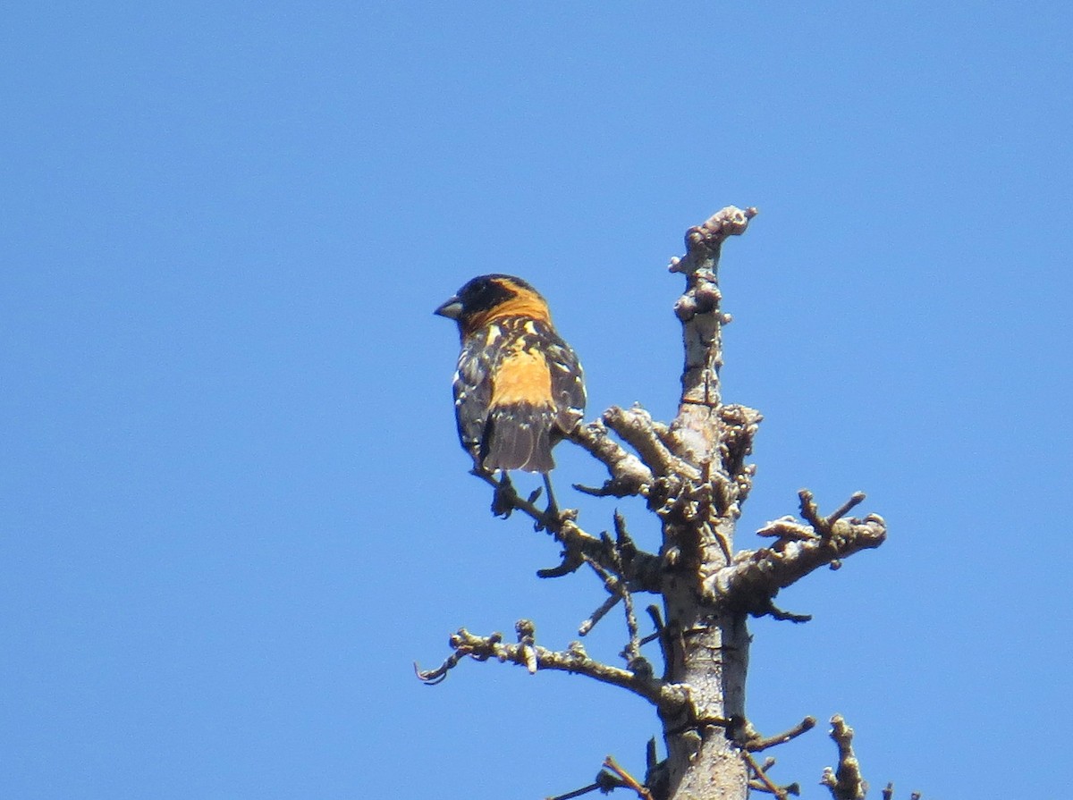 Black-headed Grosbeak - ML582385351