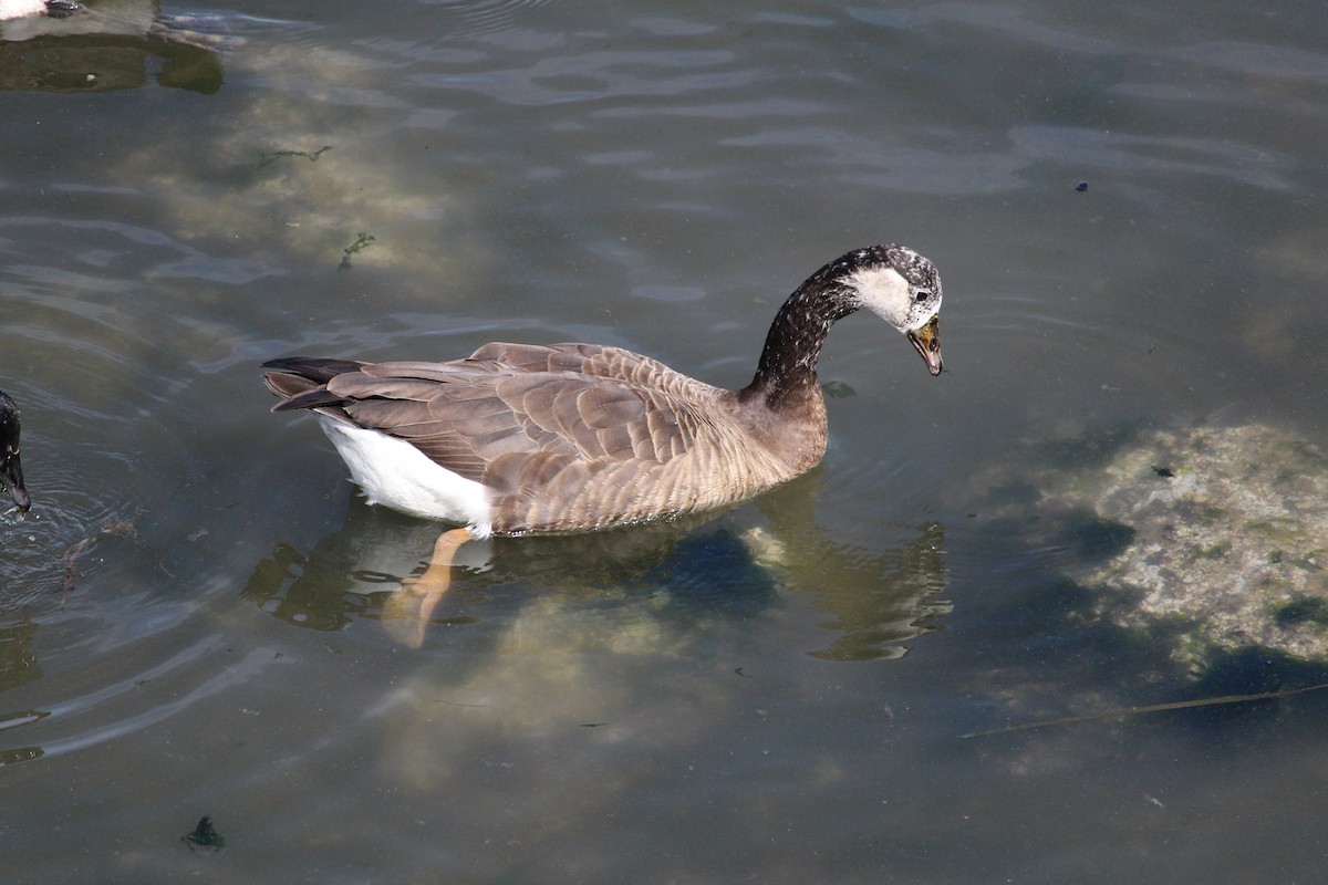 tamgås (domestisert Anser sp.) x kanadagås (hybrid) - ML582385791