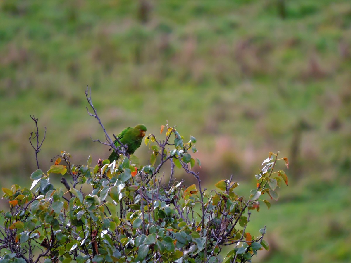 Rufous-fronted Parakeet - ML58238601