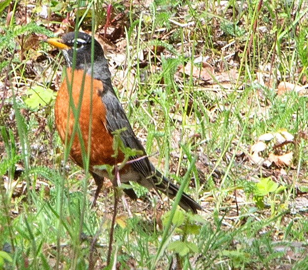 American Robin - ML582386281