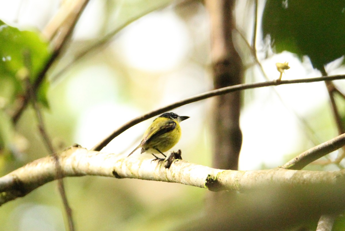 Black-headed Tody-Flycatcher - ML58238641