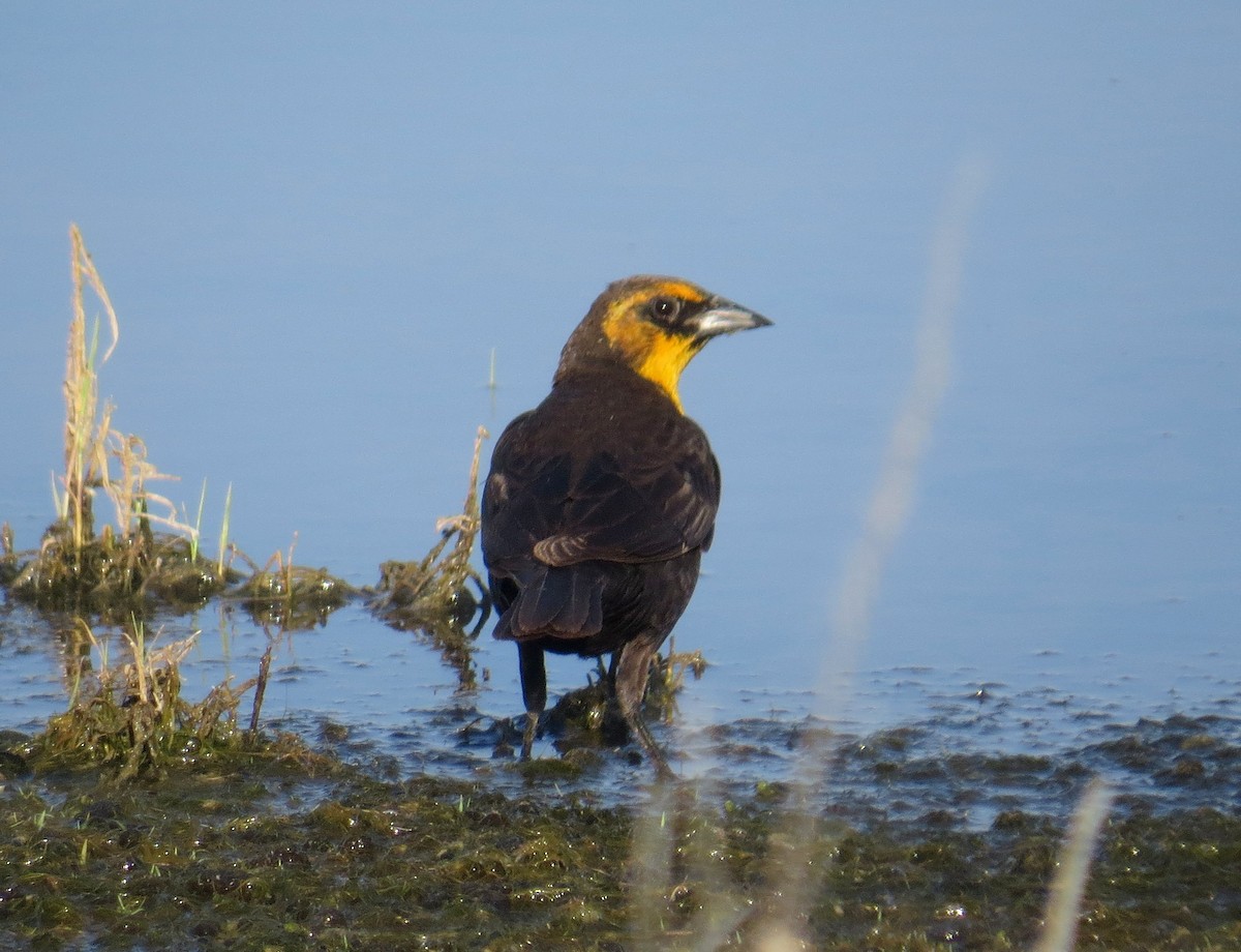 Yellow-headed Blackbird - ML582386551