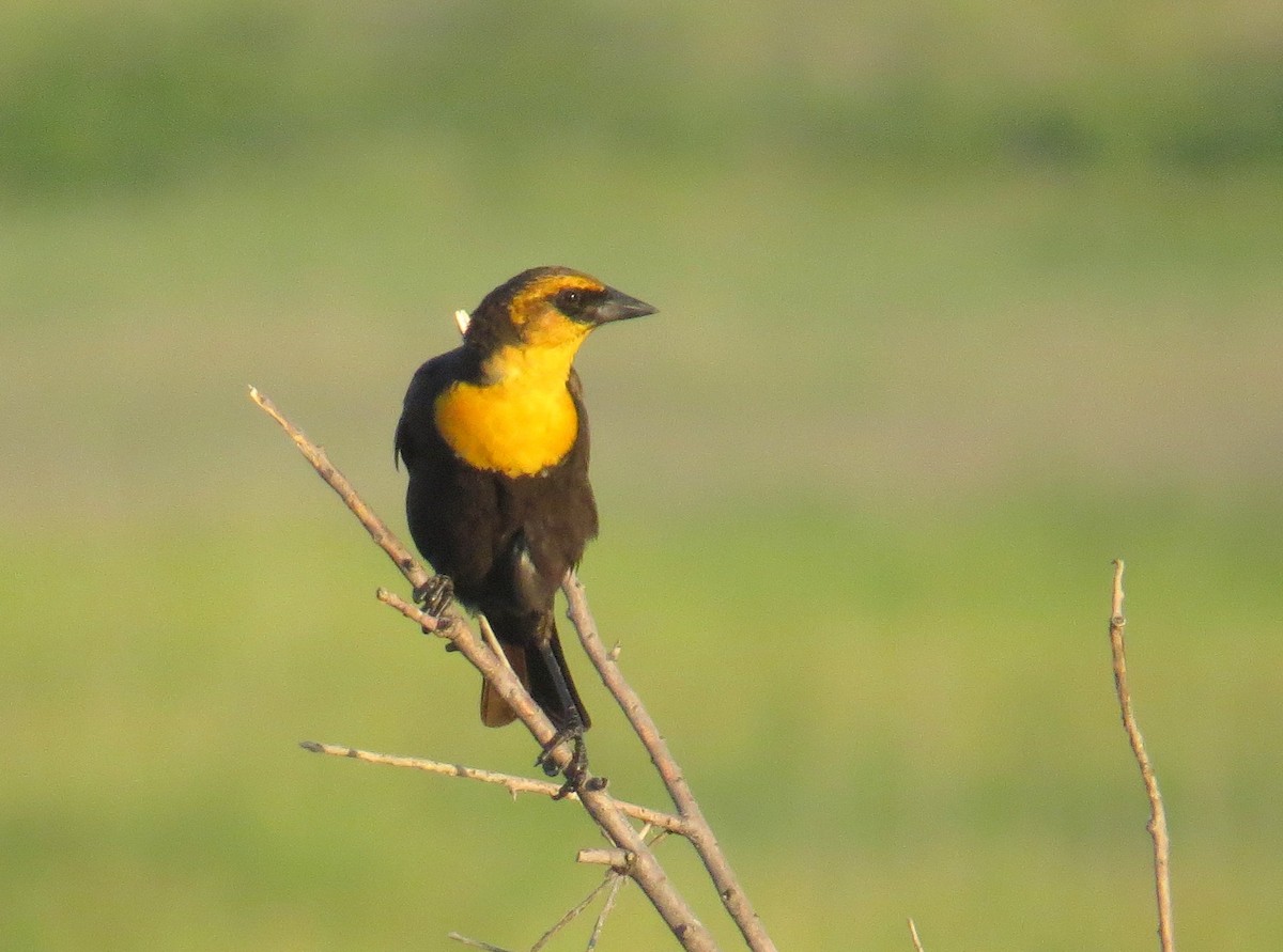 Yellow-headed Blackbird - ML582387981