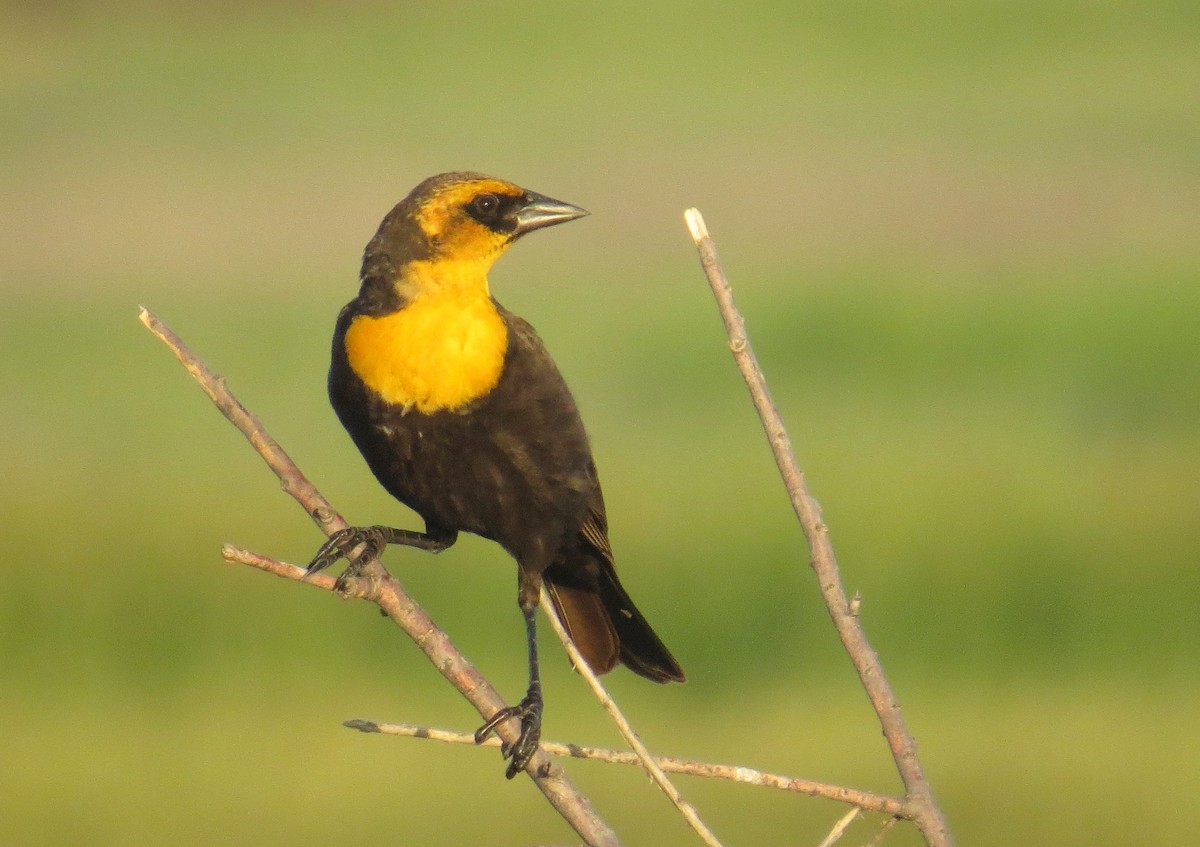 Yellow-headed Blackbird - ML582388211