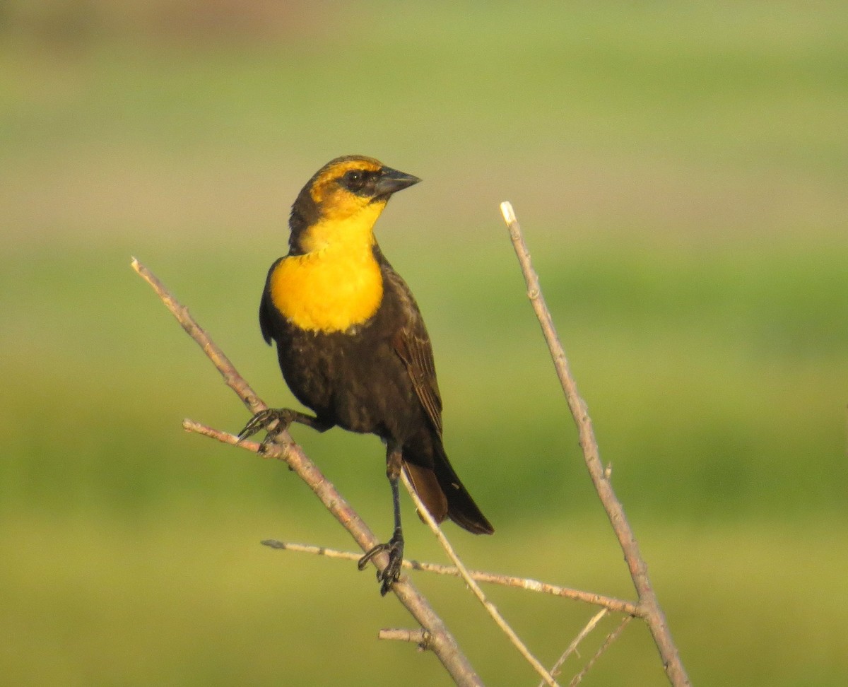 Yellow-headed Blackbird - ML582388221