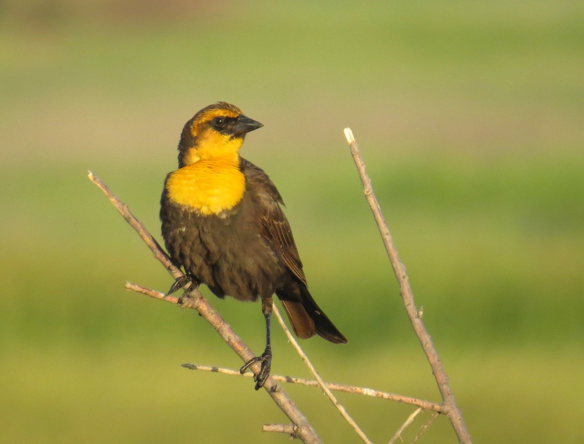 Yellow-headed Blackbird - ML582388231