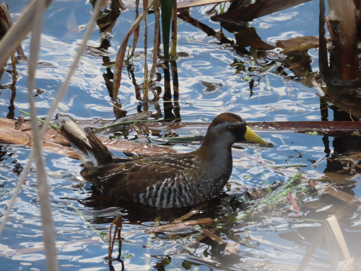 Polluela Sora - ML582389011