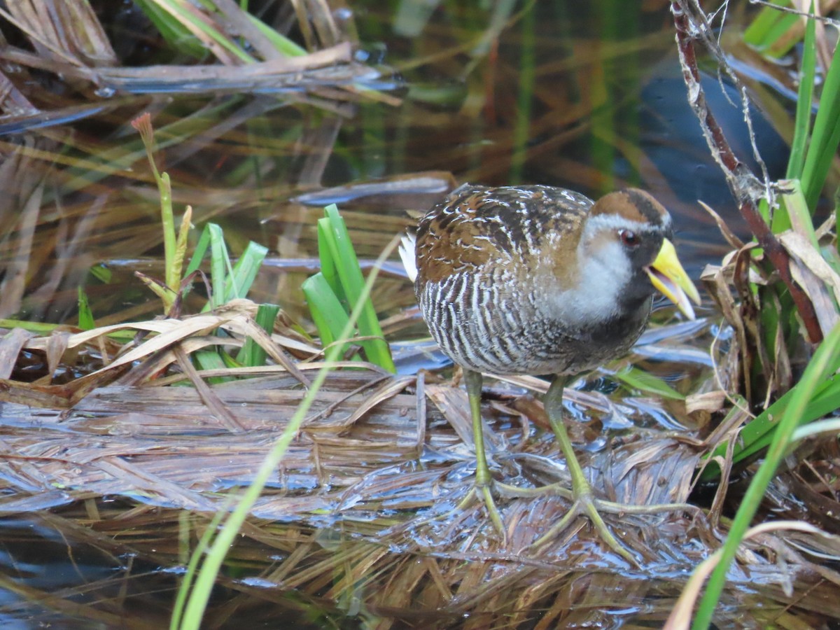 Polluela Sora - ML582389021