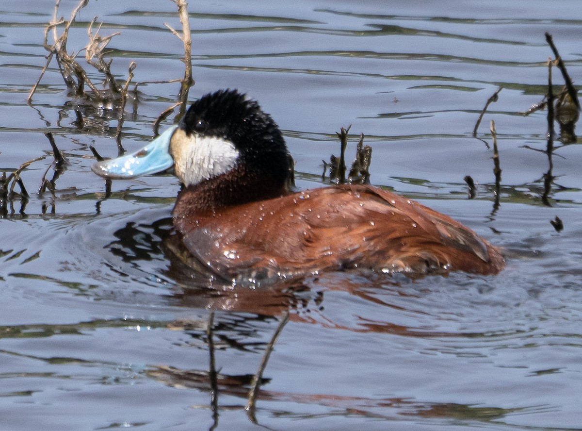 Ruddy Duck - ML582389471